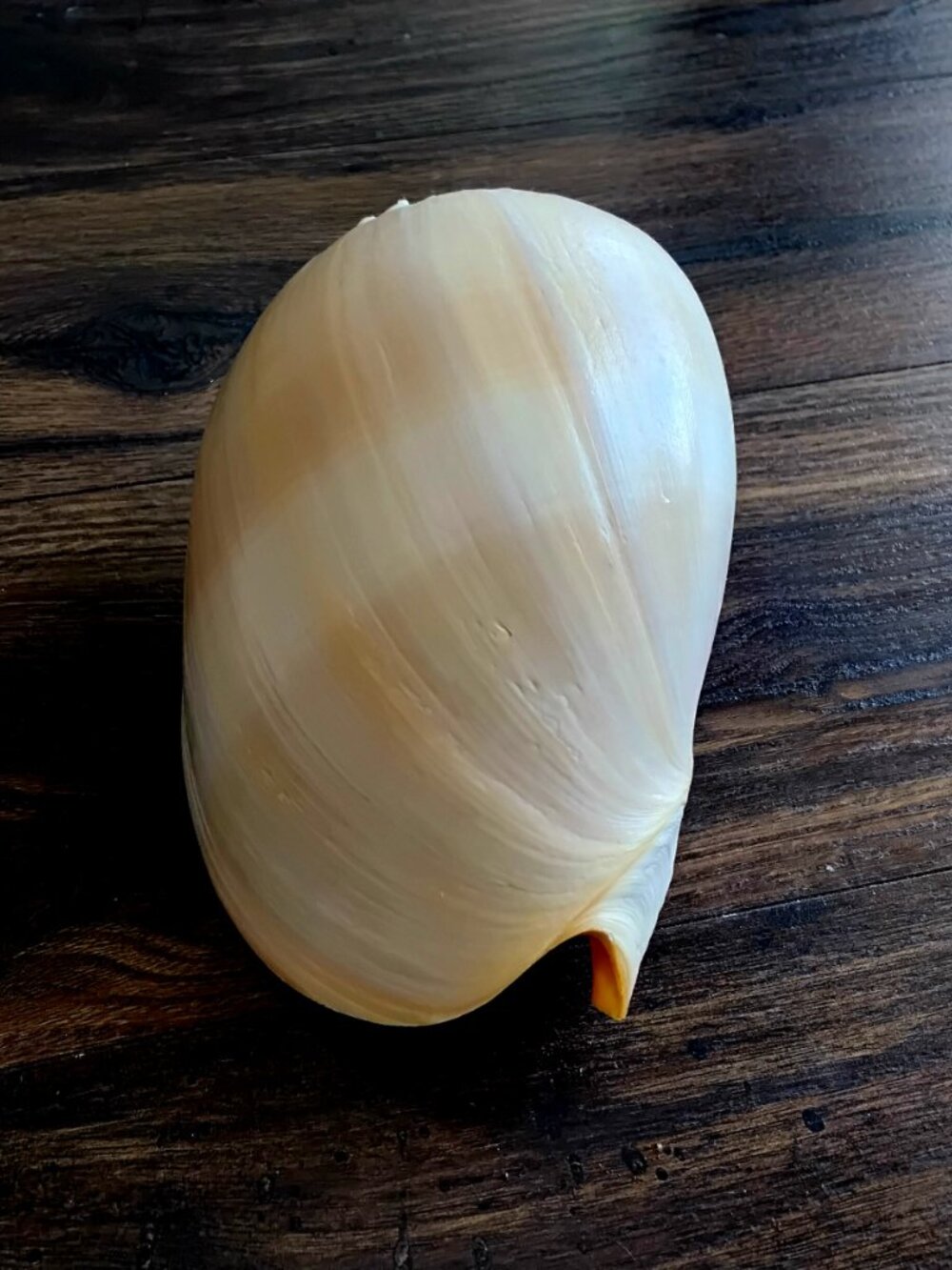 Large Crowned Baler Sea Shell ( Melo Genus ) 8" x 5" - Picture 5 of 6